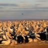 Floods bring mass bird breeding frenzy