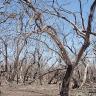 Red gums dying in central NSW wetlands