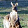 Water-efficient roos have less impact on environment