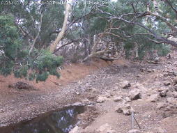Fowlers Gap Creek at 09:00 on 9th January: almost dry.