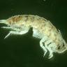 Researchers discover 850 new species in underground water